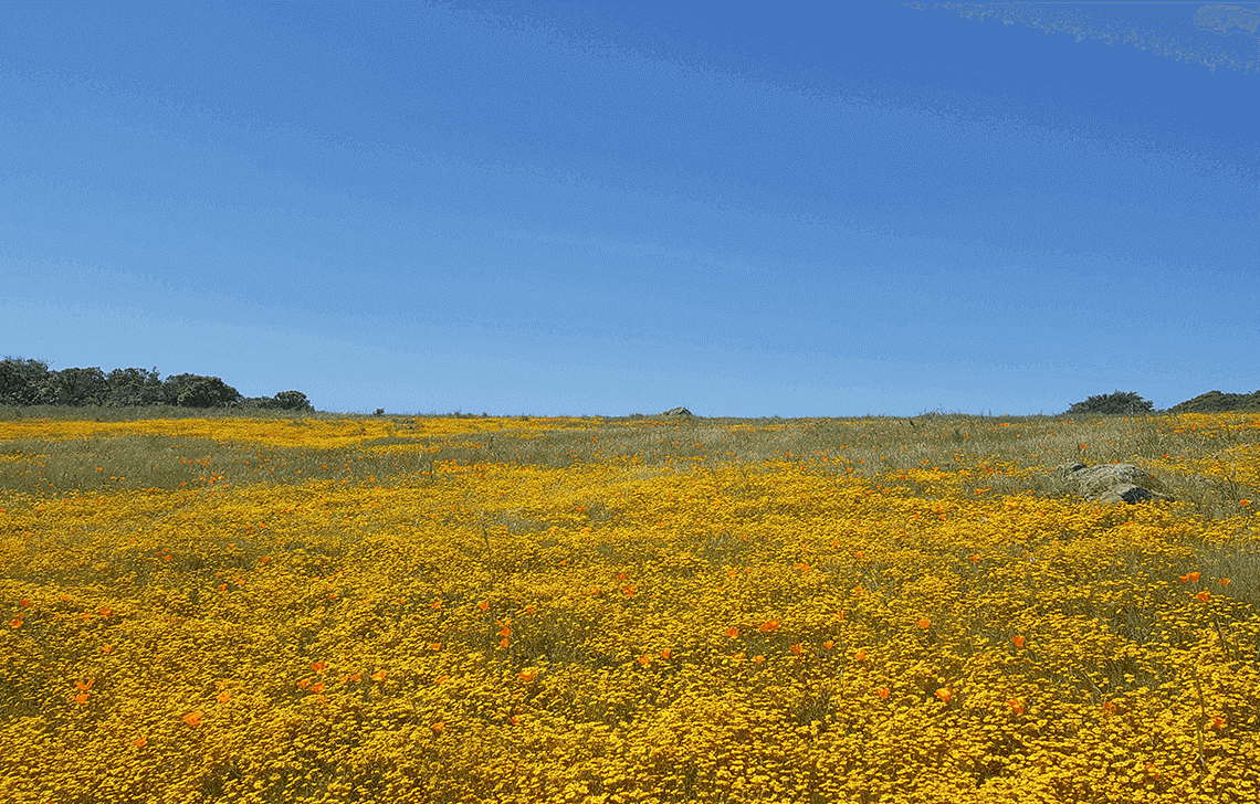 Fifield Cahill Ridge Wildflowers Bay Area Ridge Trail