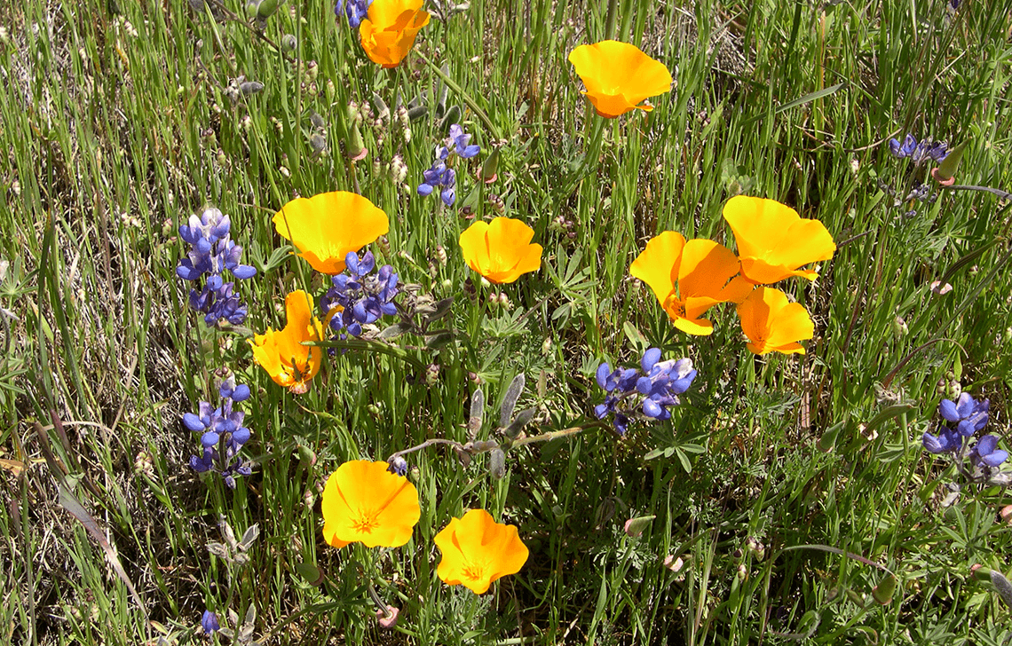 Wildflowers on the Ridge Trail Bay Area Ridge Trail