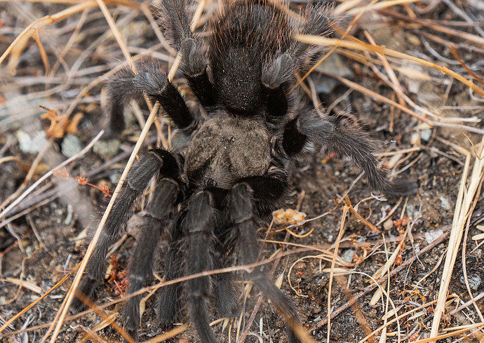 Merav Vonshak, Bioblitz Club