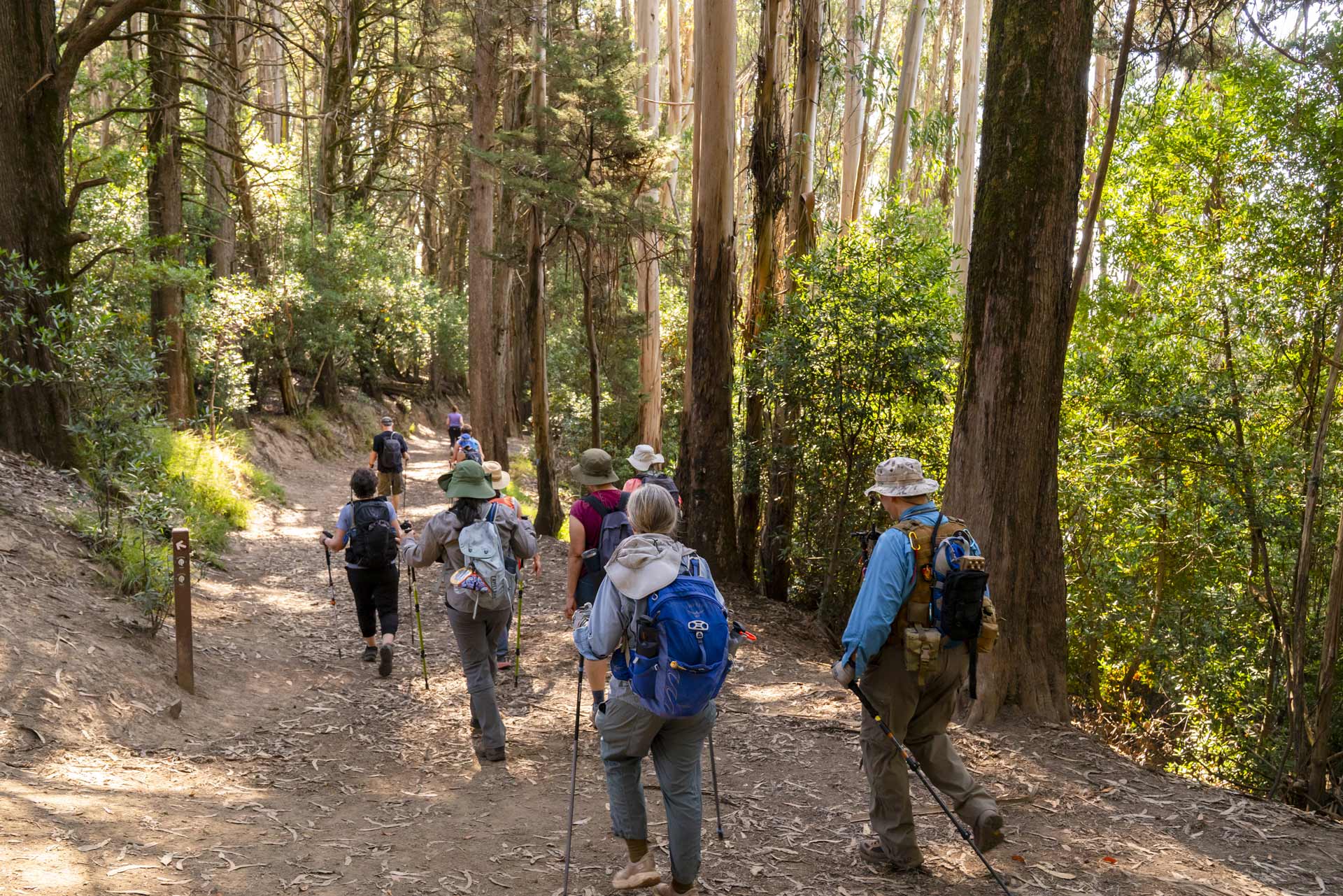 group of hikers walking down a trail shaded by eucalyptus and redwood trees